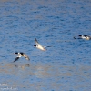 Susquehanna-wetlands-birds-19-of-31