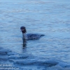 Susquehanna-wetlands-birds-7-of-31