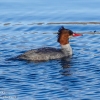 Susquehanna-wetlands-birds-8-of-31