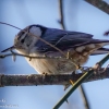 Susquehanna-wetlands-birds-7-of-24