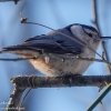 Susquehanna-wetlands-birds-8-of-24
