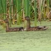 birds-Susquehanna-Wetlands-19-of-29