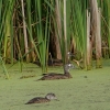 birds-Susquehanna-Wetlands-6-of-29