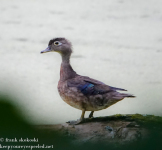 Susquehanna Wetlands birds July 23 2022 