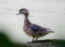 Susqurhanna-Wetlands-birds-1-of-35