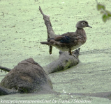 Susquehanna Wetlands birds July 3 2021 