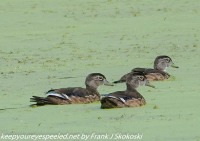 Susquehanna Wetlands birds  July 31 2021 