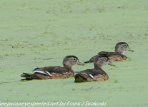 Susquehanna-Wetlands-birds-1-of-50