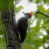 Susquehanna-Wetlands-birds.-11-of-45