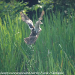 Susquehanna Wetlands birds June 19 2021