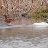 Susquehanna-Wetlands-birds-16-of-36