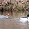 Susquehanna-Wetlands-birds-18-of-36