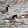 Susquehanna-Wetlands-birds-14-of-40