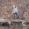 Susquehanna-Wetlands-birds-15-of-40