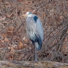 Susquehanna-Wetlands-birds-17-of-40