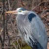 Susquehanna-Wetlands-birds-19-of-40
