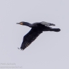 Susquehanna-Wetlands-birds-20-of-40