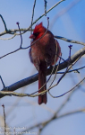 Susquehanna Wetlands birds March 4 2022