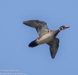 Susquehanna Wetlands birds March 4 2022 