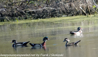 Susquehanna Wetlands birds may 1 2021
