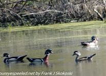 Susquehanna-wetlands-birds-1-of-39
