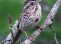 Susquehanna-birds-1-of-30
