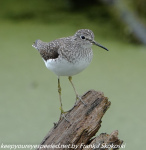 Susquehanna Wetlands birds May 8 2021