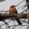 Susquehanna-Wetlands-birds-5-of-45