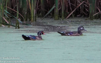 Susquehanna Wetlands birds October 10 2021 