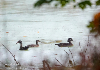 Susquehanna Wetlands birds October 15 2022 