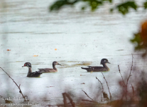 Susquehanna-Wetlands-birds-1-of-33