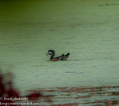 Susquehanna Wetlands birds October 16 2021
