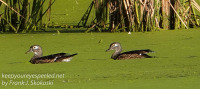 Susquehanna Wetlands birds  September 25 2021 