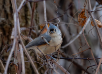 Susquehanna-wtlands-birds-1-of-32