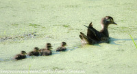 Susquehanna Wetlands hike birds June 5 2021