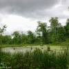 Susquehanna-Wetlands-birds-10-of-31