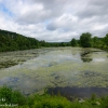 Susquehanna-Wetlands-birds-18-of-31