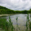 Susquehanna-Wetlands-birds-19-of-31