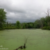 Susquehanna-Wetlands-birds-7-of-31