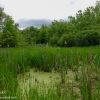 Susquehanna-Wetlands-birds-8-of-31