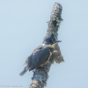 Susqueahanna-Wetlands-birds-11-of-72