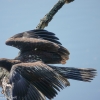 Susqueahanna-Wetlands-birds-15-of-72