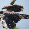 Susqueahanna-Wetlands-birds-16-of-72