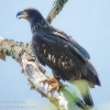 Susqueahanna-Wetlands-birds-17-of-72