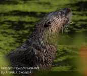 Susquehanna Wetlands otter September 18 2021