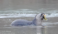 Susquehanna Wetlands otters November 27 2021 