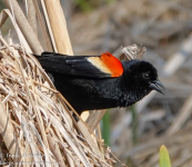 Susquehanna Wetlands red-winged black bird April 24 2022 