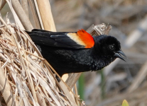 Susquehanna-Wetlands-red-winged-blackbird-2-of-18