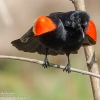 Susquehanna-Wetlands-red-winged-blackbird-10-of-18