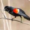Susquehanna-Wetlands-red-winged-blackbird-13-of-18